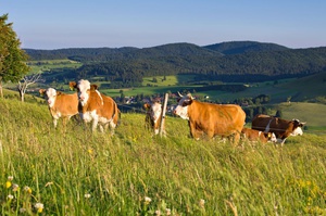 Auf den Weidfeldern des Bernauer Hochtals sehen Sie oft die Hinterwälder Rinder, die kleinste Rinderrasse Europas. Foto: Michael Arndt Auf den Weidfeldern des Bernauer Hochtals sehen Sie oft die Hinterwälder Rinder, die kleinste Rinderrasse Europas. Foto: Michael Arndt